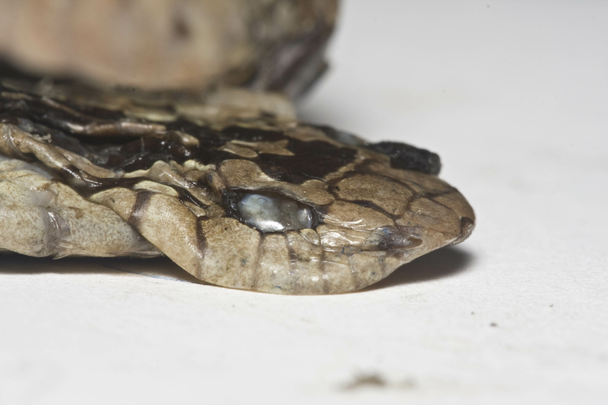 Nichols' Tree Snake photo 2
