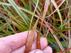 Eriophorum angustifolium