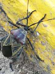 Pachylis gigas
