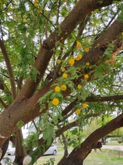 Vachellia schaffneri