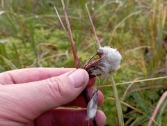 Eriophorum angustifolium