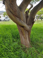Vachellia schaffneri