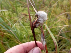 Eriophorum angustifolium