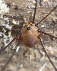 Leiobunum blackwalli