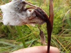 Eriophorum angustifolium