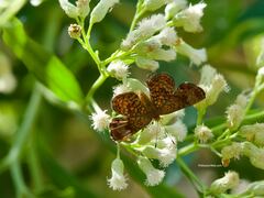 Riodinidae