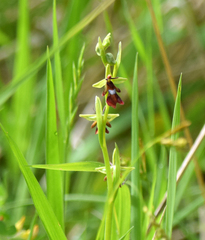 Ophrys insectifera
