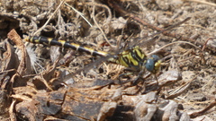 Onychogomphus uncatus
