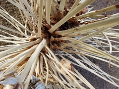Yucca brevifolia