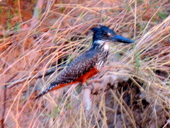 Megaceryle maxima maxima