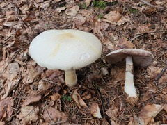 Agaricus essettei