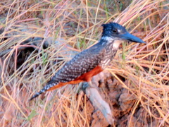 Megaceryle maxima maxima