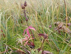Comarum palustre