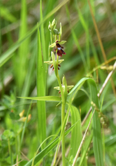 Ophrys insectifera