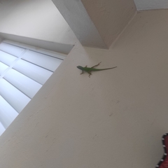 Anolis callainus
