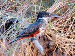 Megaceryle maxima maxima