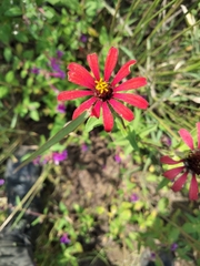 Zinnia peruviana