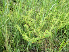 Chamaecrista nictitans