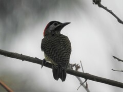 Colaptes punctigula