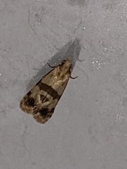 Phalonidia contractana