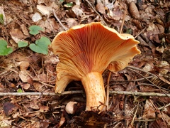 Lactarius deliciosus