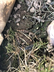 Lithobates palustris