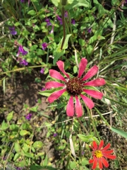 Zinnia peruviana