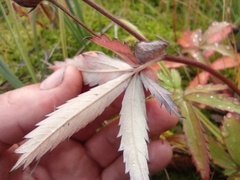 Comarum palustre