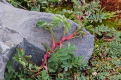 Acaena magellanica