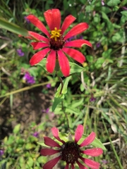 Zinnia peruviana
