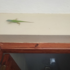 Anolis callainus