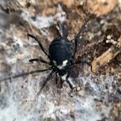 Nemastoma bimaculatum
