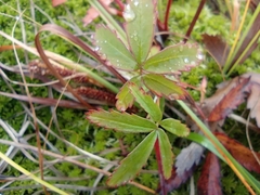 Comarum palustre