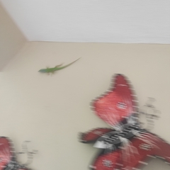 Anolis callainus