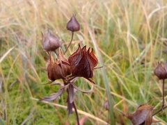 Comarum palustre