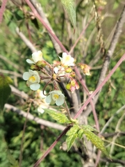 Cardiospermum corindum