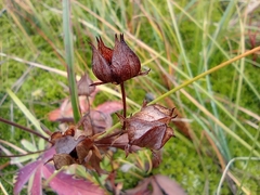 Comarum palustre