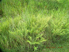 Chamaecrista nictitans