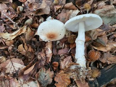Lepiota ignivolvata
