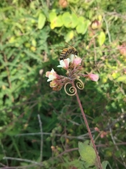 Cardiospermum corindum