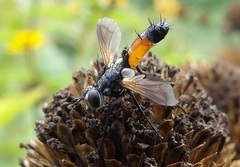 Cylindromyia brassicaria