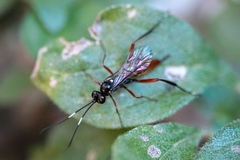 Cryptinae