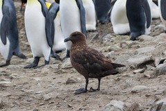 Stercorarius antarcticus