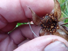 Comarum palustre