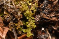 Ptilidium pulcherrimum