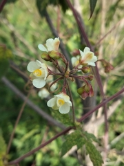 Cardiospermum corindum