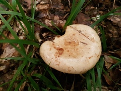 Lactarius pallidus