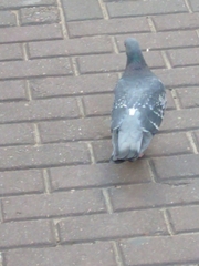 Columba livia domestica