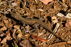 Meroles squamulosus