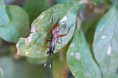 Cryptinae